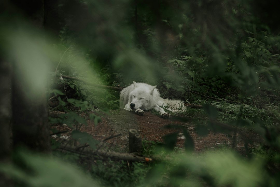 12 Best Wolf-Shifter Romance Books to Read in 2026