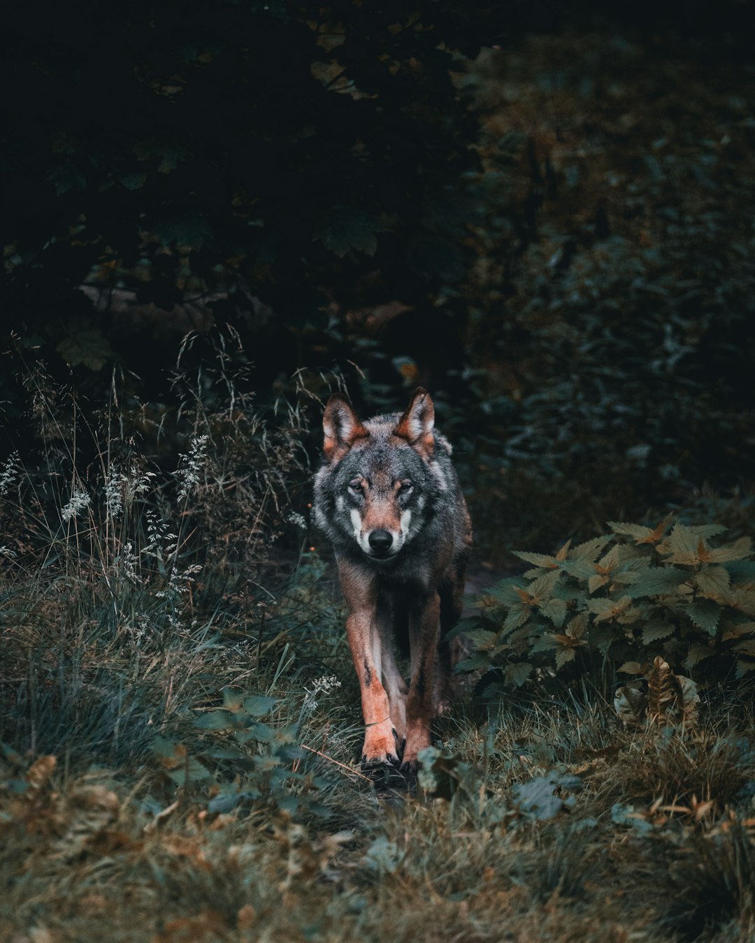 9 Wolf Shifter Romance Books With Pack Politics and Real Worldbuilding